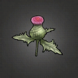 Plume Thistle