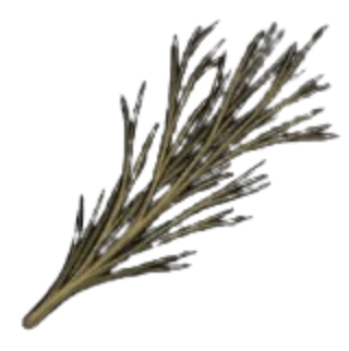Superior Willow Branches