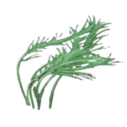 Matted Pond Weed