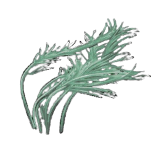 Greenveil Pond Weed