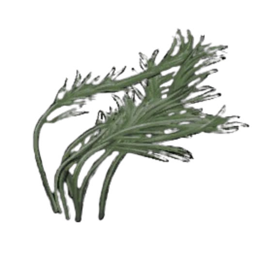 Thick Pond Weed