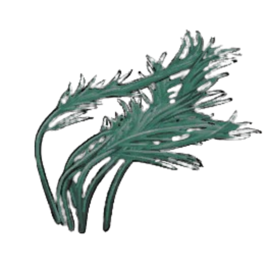Slimy Pond Weed