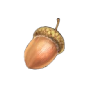 Acorn Enchantment Potion Reagent