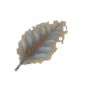 Burnished Dock Leaf
