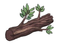 Moderate Mahogany Log