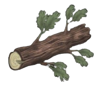 Basic Juniper Log