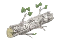 Basic Poplar Log