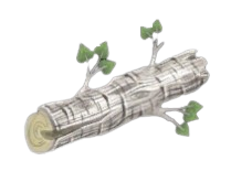 Moderate Poplar Log