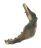 Damaged Shark Jaw
