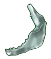 Damaged Shark Jaw [Brewed]