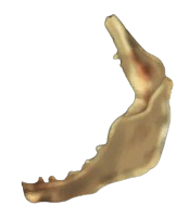 Eroded Shark Jaw