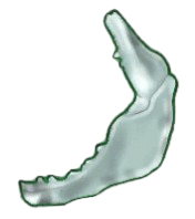 Eroded Shark Jaw [Brewed]