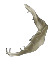 Brittle Shark Jaw