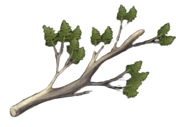 Fine Cypress Branches