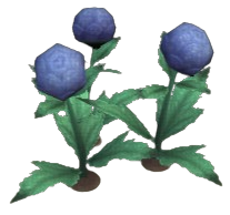 Mage Ellen's Globeplant