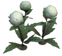 Pastel Globeplant