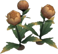 Puffed Globeplant