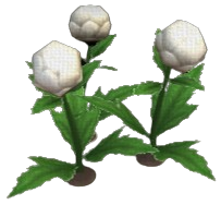 Snowball Globeplant