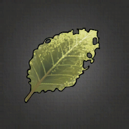 Bitter Dock Leaf