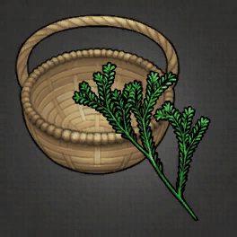 Brace Rosemary