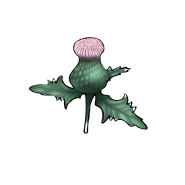 Creeping Thistle