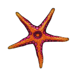 Firebrick Starfish