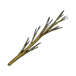 Fine Willow Branches