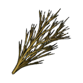 Perfect Willow Branches