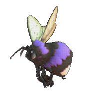 Phoebee