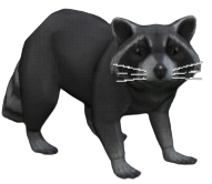 Freyeland Raccoon