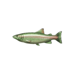 Pink Salmon