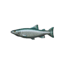 Spring Salmon