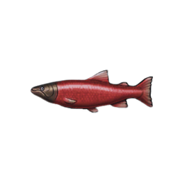 Sockeye Salmon