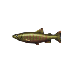 Chum Salmon