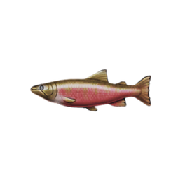 Coho Salmon