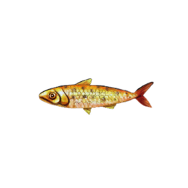 Goldstripe Sardines