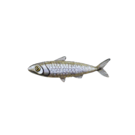 White Sardines