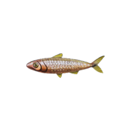 Mellow Sardines
