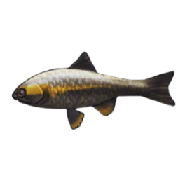 Scout Trout