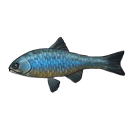 Steelhead Trout