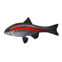 Cutthroat Trout