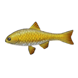 Golden Trout