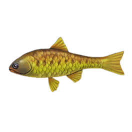 Gila Trout