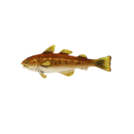 Waltzing Cod