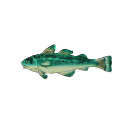 Teal Cod