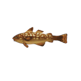 Mosaic Cod