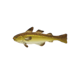 Dodger Cod
