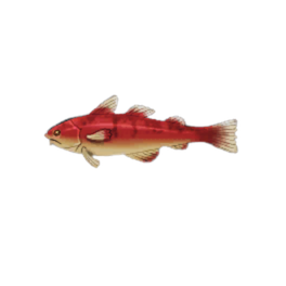 Burly Cod