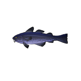 Tempest Cod