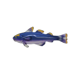 Emperor Cod